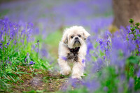 Dog Photography