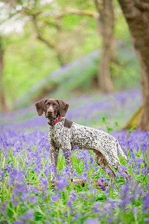 Dog pet photographer near harrogate Yorkshire
