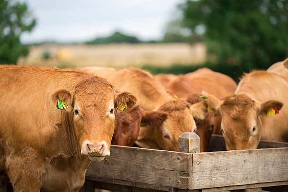 Farming photographer for agriculture in Yorkshire