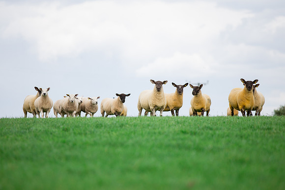 Farm photographer of sheep cows & pigs