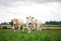Farm photographer of sheep cows & pigs