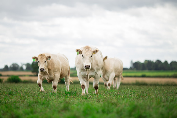 Farm photographer of sheep cows & pigs
