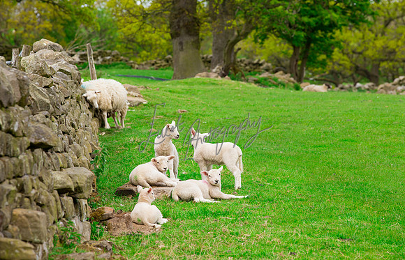 Farm photographer of sheep cows & pigs