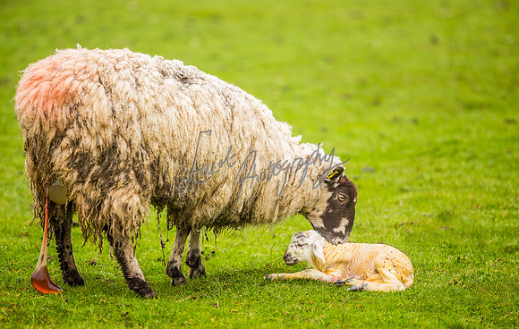 farm photographer pictures of lambs & sheep in yorkshire