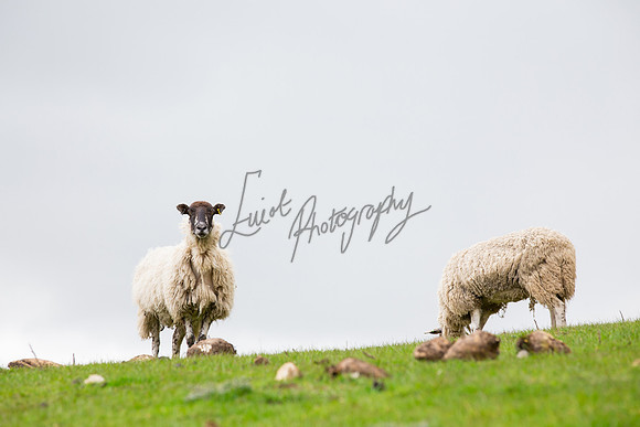 Farm photographer of sheep cows & pigs
