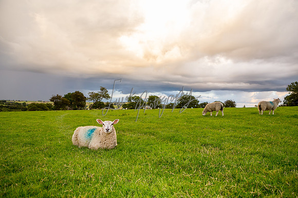Sheep ewe farming agricultural pictures in Yorkshire