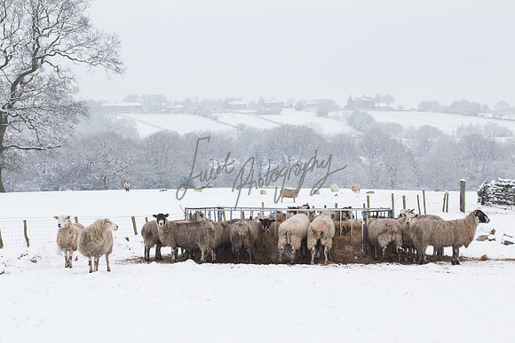 Sheep ewe farming  snow agricultural pictures in Yorkshire