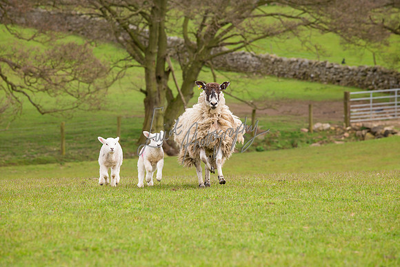 farm photographer pictures of lambs & sheep in yorkshire