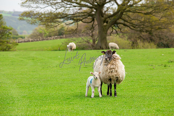 Farm photographer of sheep cows & pigs