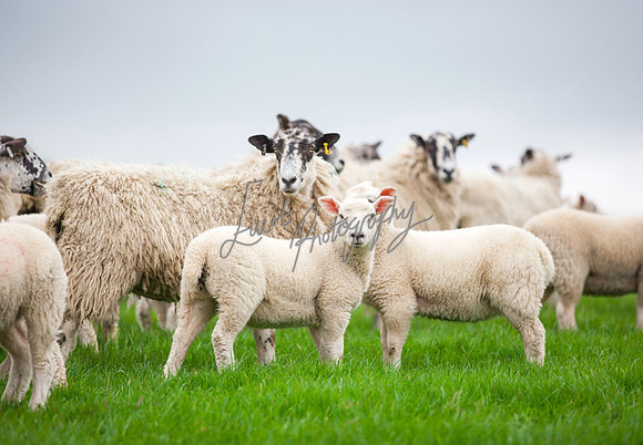 Sheep ewe farming agricultural pictures in Yorkshire