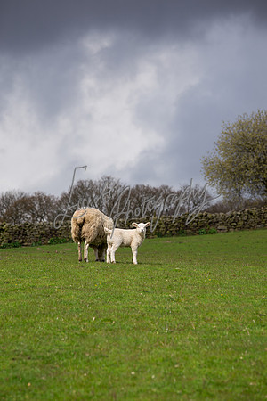 farm photographer pictures of lambs & sheep in yorkshire