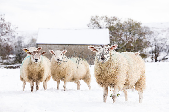 Sheep ewe farming  snow agricultural pictures in Yorkshire