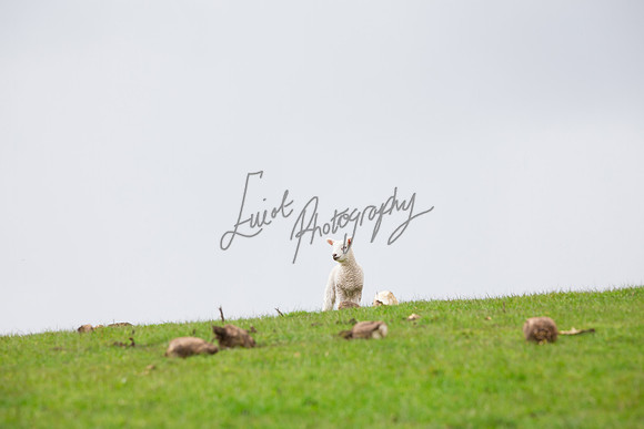 farm photographer pictures of lambs & sheep in yorkshire