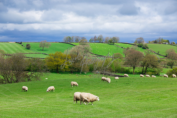 Sheep ewe farming agricultural pictures in Yorkshire