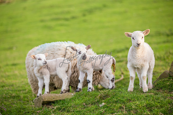 farm photographer pictures of lambs & sheep in yorkshire