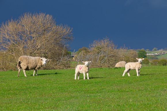 Sheep ewe farming agricultural pictures in Yorkshire