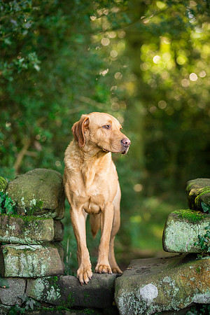 Dog Photographer near Harrogate in Yorkshire