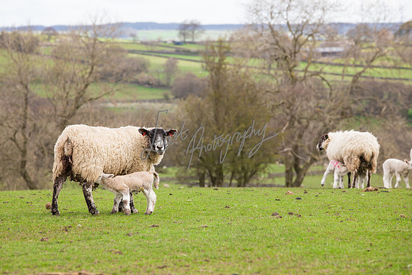 farm photographer pictures of lambs & sheep in yorkshire
