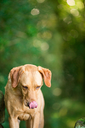 Dog Photographer near Ilkley in Yorkshire