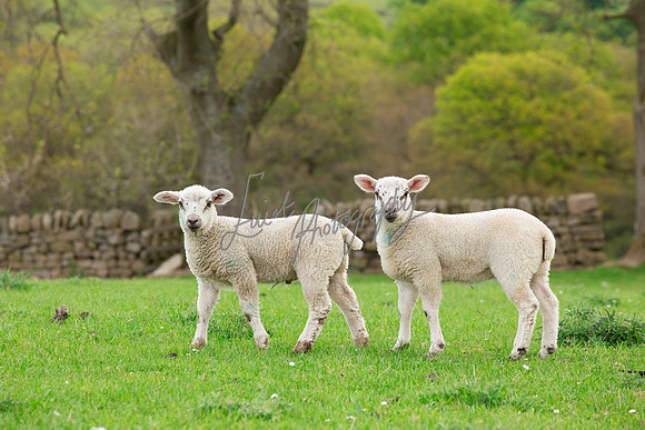 Sheep ewe farming agricultural pictures in Yorkshire