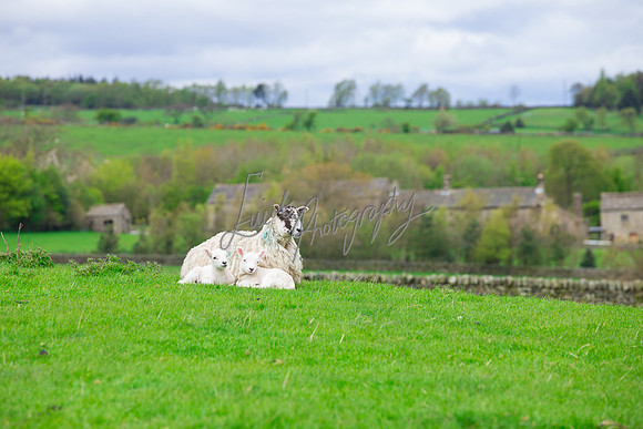 farm photographer pictures of lambs & sheep in yorkshire