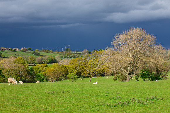 Farm photographer of sheep cows & pigs