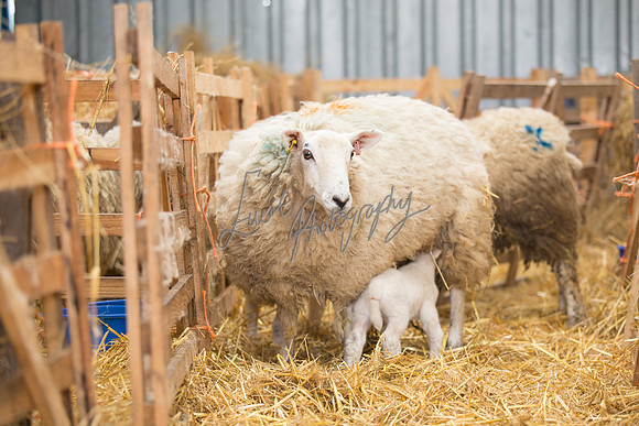 farm photographer pictures of lambs & sheep in yorkshire