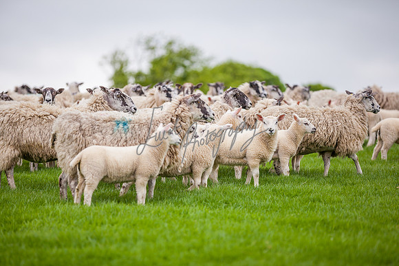Sheep ewe farming agricultural pictures in Yorkshire