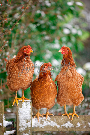 Chicken Farming photographer Harrogate Yorkshire