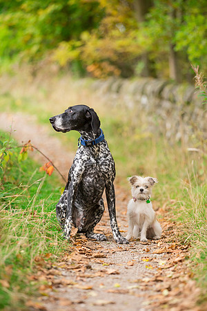Dog Photographer near Leeds in Yorkshire