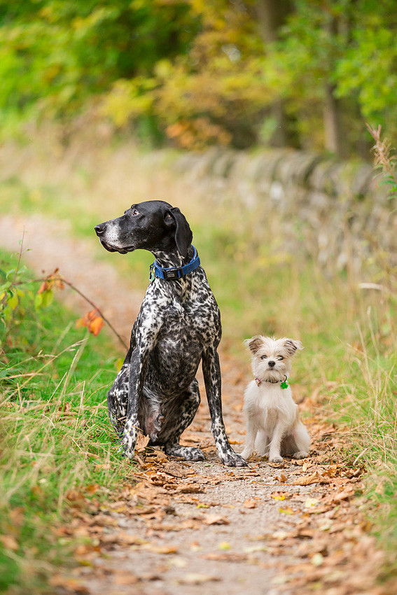 Dog Photographer near Leeds in Yorkshire