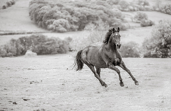 Horse portrait photography Harrogate