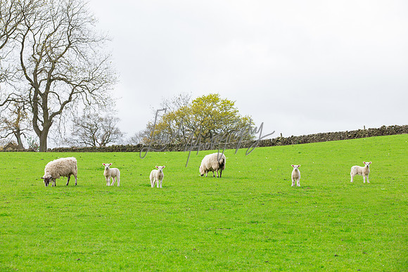 Farm photographer of sheep cows & pigs
