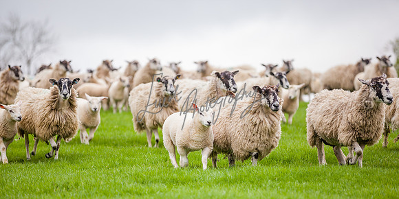 Sheep ewe farming agricultural pictures in Yorkshire