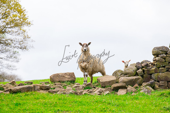 Farm photographer of sheep cows & pigs
