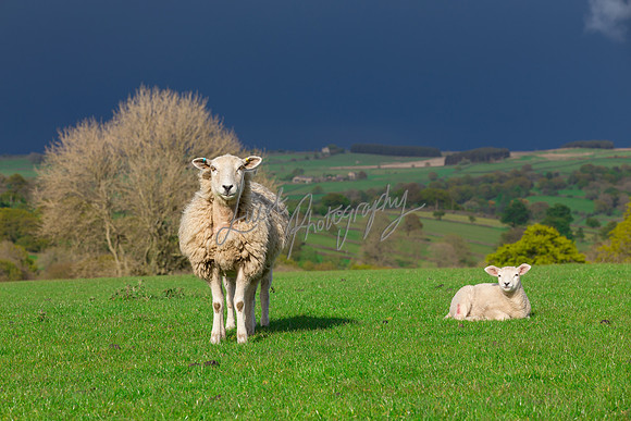 Sheep ewe farming agricultural pictures in Yorkshire
