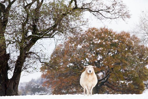 Sheep ewe farming agricultural pictures in Yorkshire