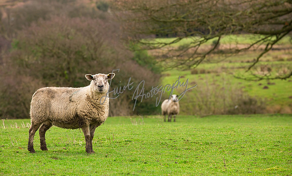 Sheep ewe farming agricultural pictures in Yorkshire