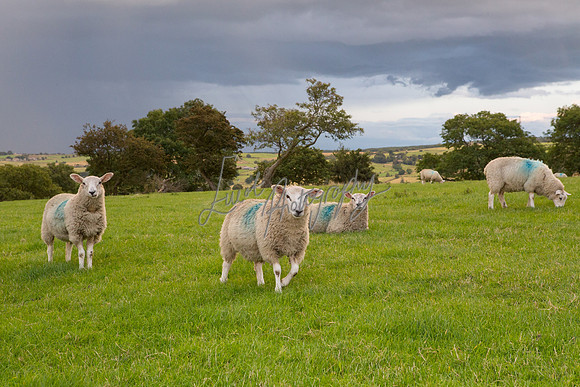 Sheep ewe farming agricultural pictures in Yorkshire