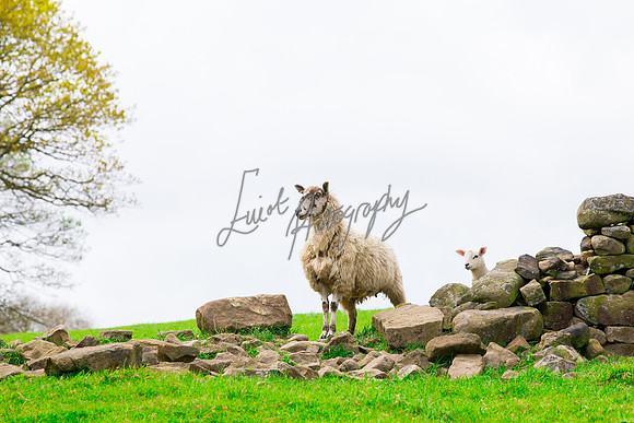 Farm photographer of sheep cows & pigs