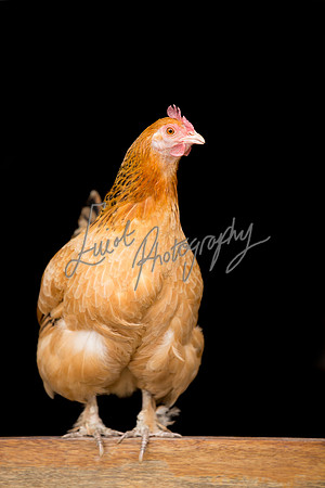 Chicken Farming photographer Harrogate Yorkshire