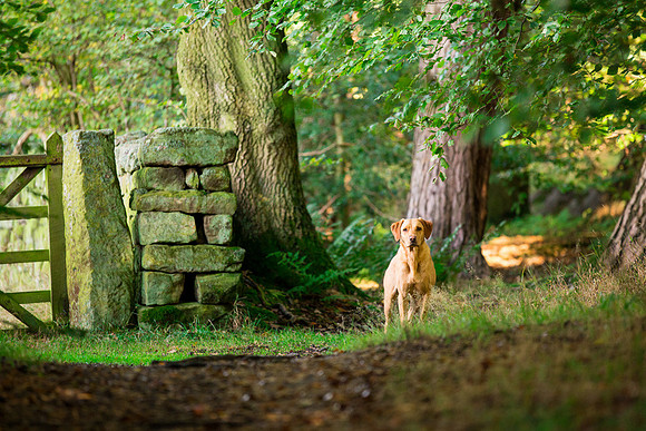 Dog Photographer near Otley in Yorkshire