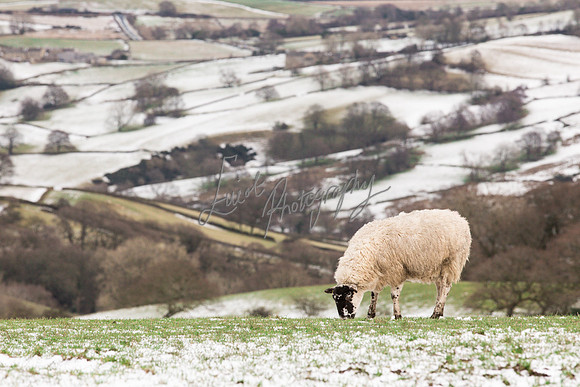 Sheep ewe farming  snow agricultural pictures in Yorkshire