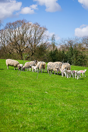 farm photographer pictures of lambs & sheep in yorkshire