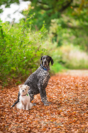 Dog Photographer near Otley in Yorkshire