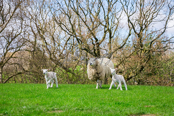 farm photographer pictures of lambs & sheep in yorkshire