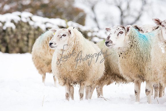 Sheep ewe farming  snow agricultural pictures in Yorkshire