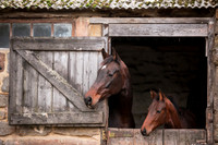 Horse portrait photography Harrogate