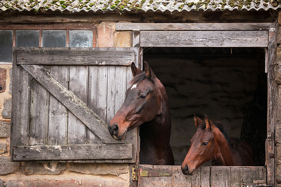 Horse portrait photography Harrogate