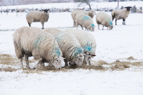 Sheep ewe farming  snow agricultural pictures in Yorkshire